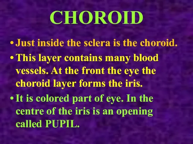 CHOROID Just inside the sclera is the choroid. This layer contains many