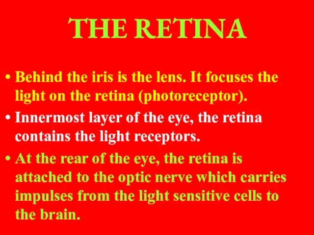 THE RETINA Behind the iris is the lens. It focuses the light