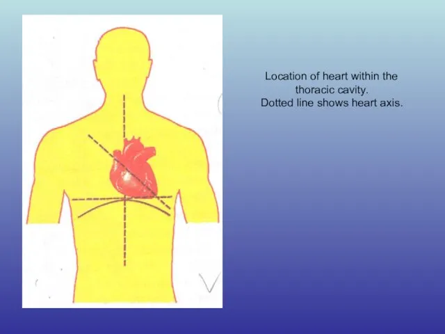 Location of heart within the thoracic cavity. Dotted line shows heart axis.