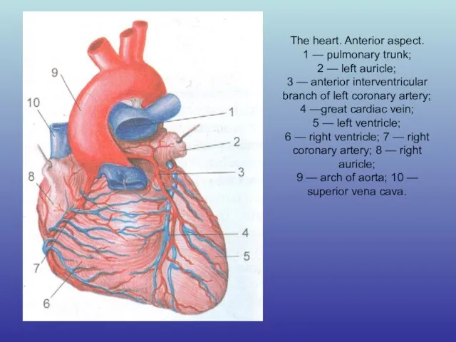 The heart. Anterior aspect. 1 — pulmonary trunk; 2 — left auricle;