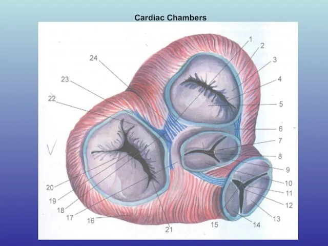 Cardiac Chambers