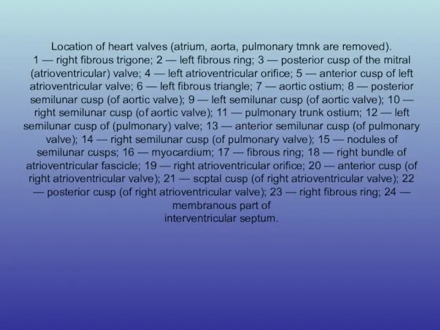 Location of heart valves (atrium, aorta, pulmonary tmnk are removed). 1 —