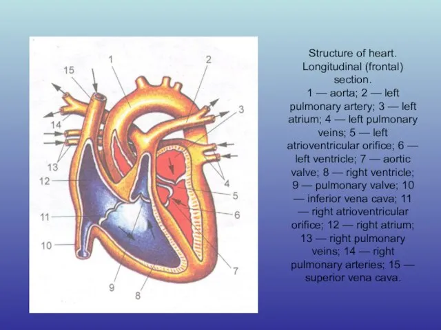 Structure of heart. Longitudinal (frontal) section. 1 — aorta; 2 — left