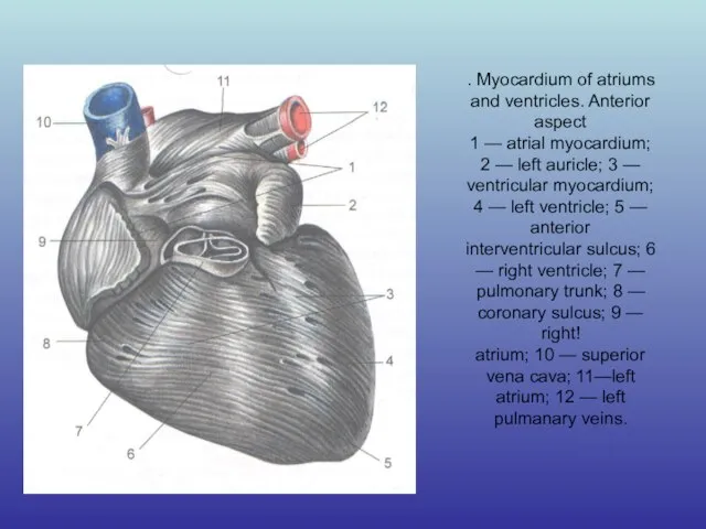 . Myocardium of atriums and ventricles. Anterior aspect 1 — atrial myocardium;