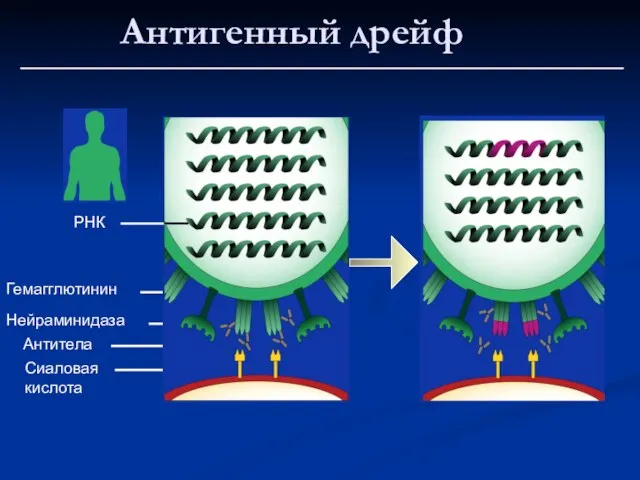 РНК Гемагглютинин Нейраминидаза Антитела Сиаловая кислота Антигенный дрейф