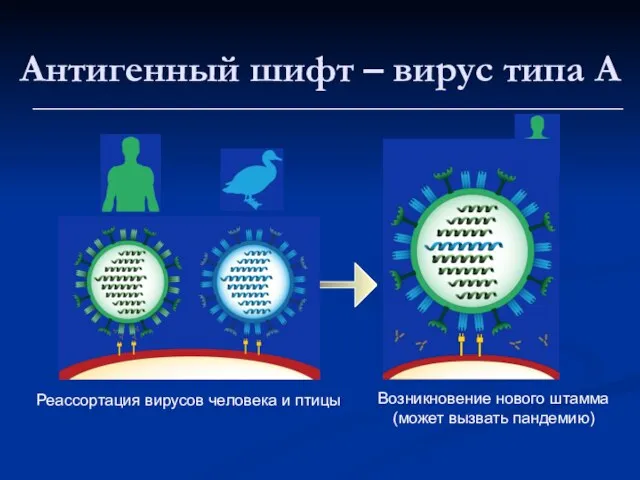 Антигенный шифт – вирус типа A Реассортация вирусов человека и птицы Возникновение