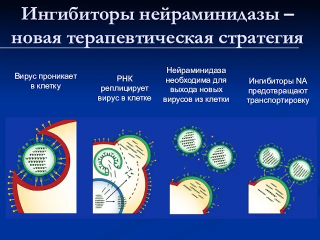 Вирус проникает в клетку Ингибиторы NA предотвращают транспортировку Нейраминидаза необходима для выхода