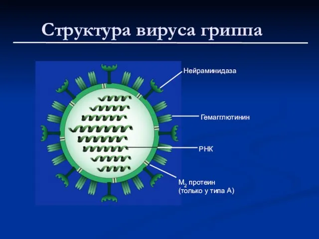 Структура вируса гриппа