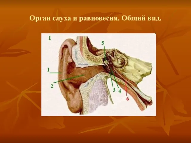 Орган слуха и равновесия. Общий вид.