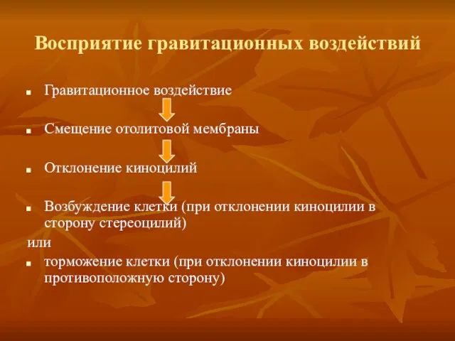 Восприятие гравитационных воздействий Гравитационное воздействие Смещение отолитовой мембраны Отклонение киноцилий Возбуждение клетки