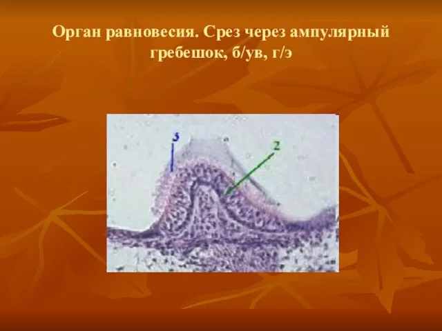 Орган равновесия. Срез через ампулярный гребешок, б/ув, г/э