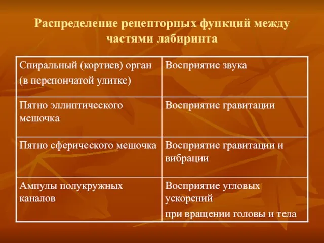 Распределение рецепторных функций между частями лабиринта