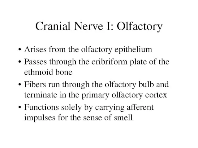 Cranial Nerve I: Olfactory Arises from the olfactory epithelium Passes through the