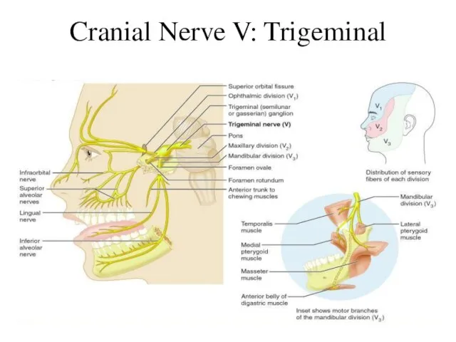 Cranial Nerve V: Trigeminal