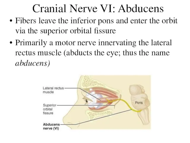 Cranial Nerve VI: Abducens Fibers leave the inferior pons and enter the