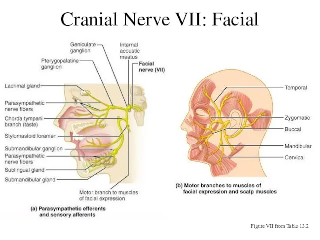 Cranial Nerve VII: Facial Figure VII from Table 13.2