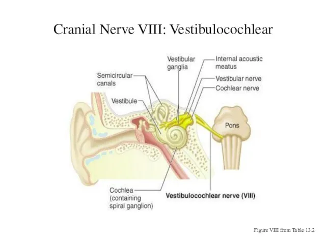 Cranial Nerve VIII: Vestibulocochlear Figure VIII from Table 13.2