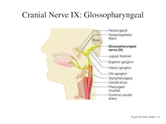 Cranial Nerve IX: Glossopharyngeal Figure IX from Table 13.2