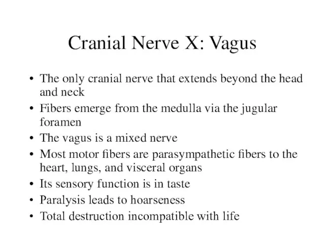 Cranial Nerve X: Vagus The only cranial nerve that extends beyond the