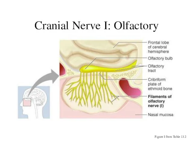 Cranial Nerve I: Olfactory Figure I from Table 13.2