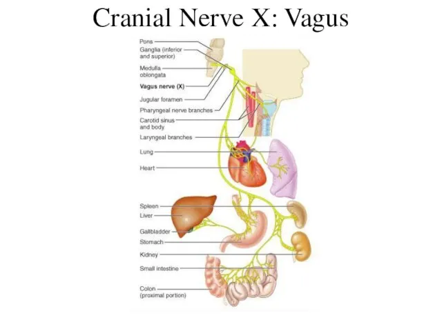 Cranial Nerve X: Vagus