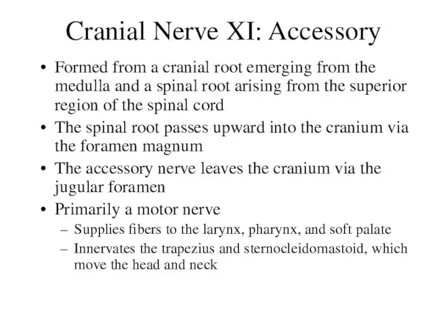 Cranial Nerve XI: Accessory Formed from a cranial root emerging from the