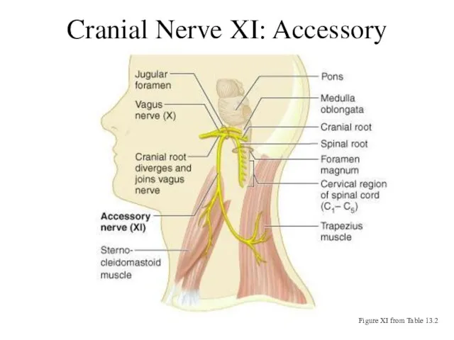 Cranial Nerve XI: Accessory Figure XI from Table 13.2