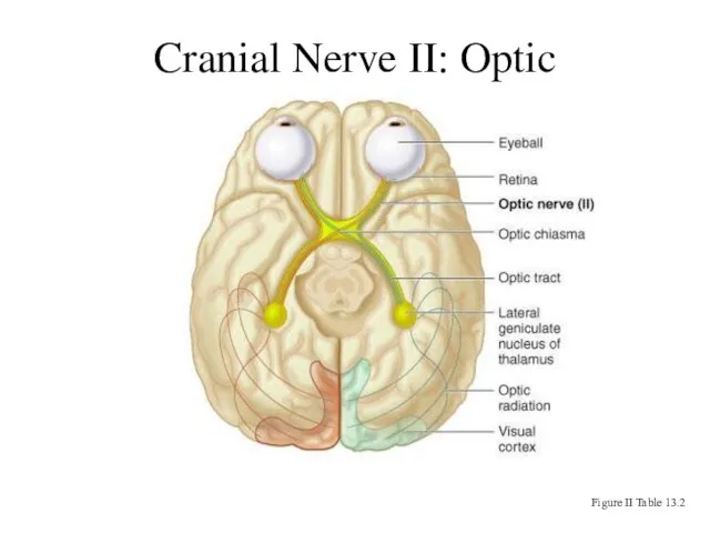 Cranial Nerve II: Optic Figure II Table 13.2