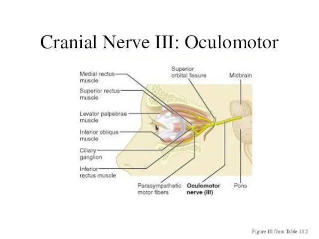 Cranial Nerve III: Oculomotor Figure III from Table 13.2