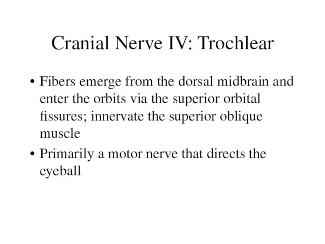 Cranial Nerve IV: Trochlear Fibers emerge from the dorsal midbrain and enter