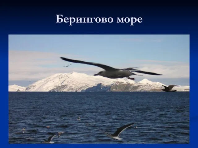 Берингово море