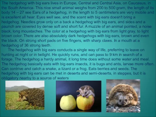 The hedgehog with big ears lives in Europe, Central and Central Asia,