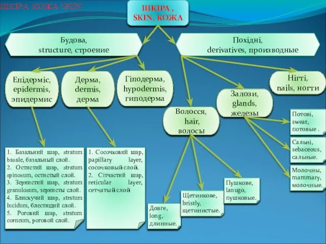 ШКІРА КОЖА SKIN Похідні, derivatives, производные ШКІРА , SKIN, КОЖА Будова, structure,