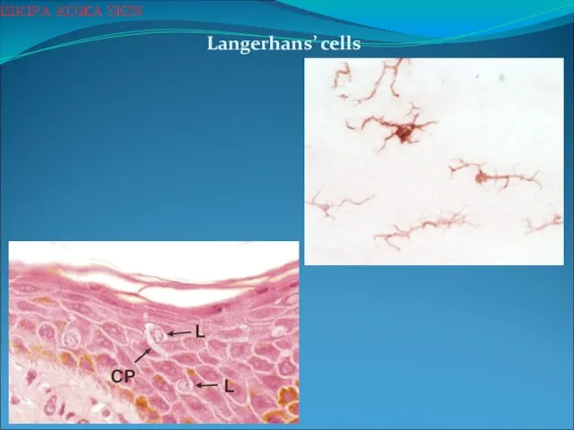 Langerhans’ cells ШКІРА КОЖА SKIN