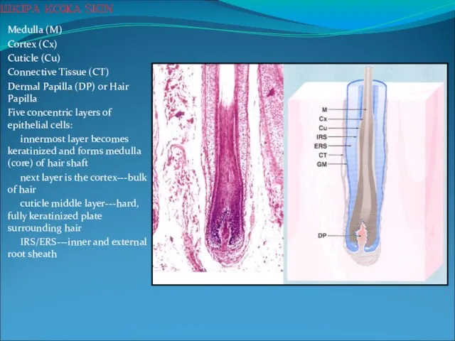 Medulla (M) Cortex (Cx) Cuticle (Cu) Connective Tissue (CT) Dermal Papilla (DP)