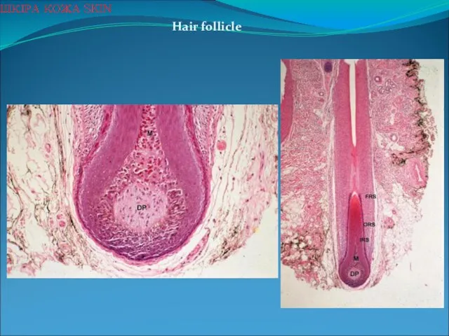 Hair follicle ШКІРА КОЖА SKIN