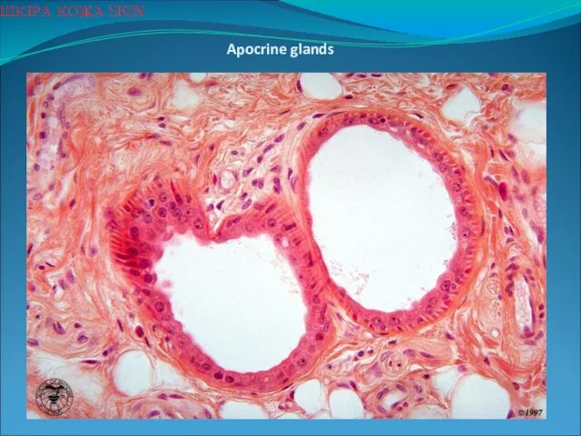 Apocrine glands ШКІРА КОЖА SKIN