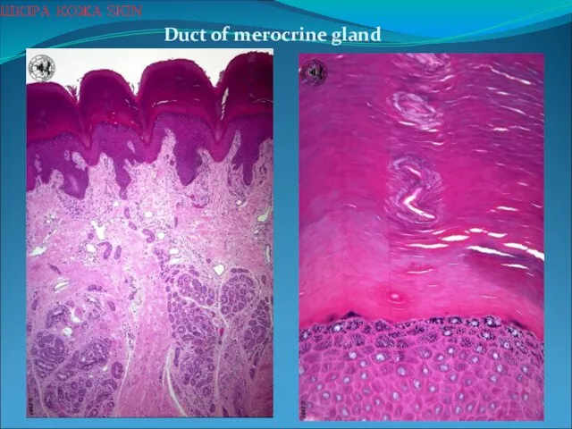 Duct of merocrine gland ШКІРА КОЖА SKIN