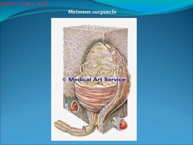 Meissner corpuscle ШКІРА КОЖА SKIN