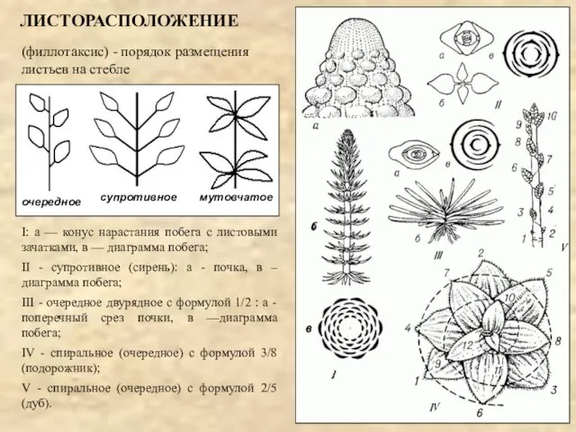 ЛИСТОРАСПОЛОЖЕНИЕ (филлотаксис) - порядок размещения листьев на стебле I: а — конус