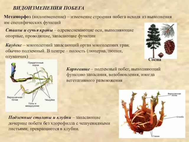 ВИДОИЗМЕНЕНИЯ ПОБЕГА Сосна Метаморфоз (видоизменение) – изменение строения побега исходя из выполнения