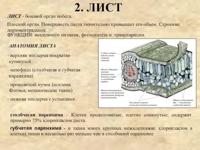 2. ЛИСТ Плоский орган. Поверхность листа значительно превышает его объем. Строение дорзовентральное.