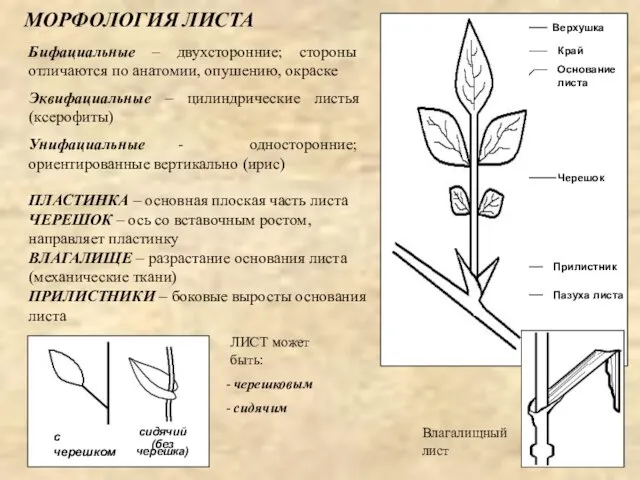 МОРФОЛОГИЯ ЛИСТА Бифациальные – двухсторонние; стороны отличаются по анатомии, опушению, окраске Эквифациальные