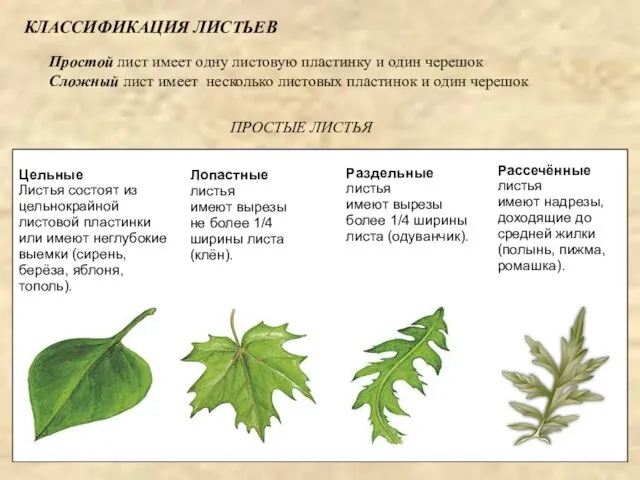 КЛАССИФИКАЦИЯ ЛИСТЬЕВ Простой лист имеет одну листовую пластинку и один черешок Сложный