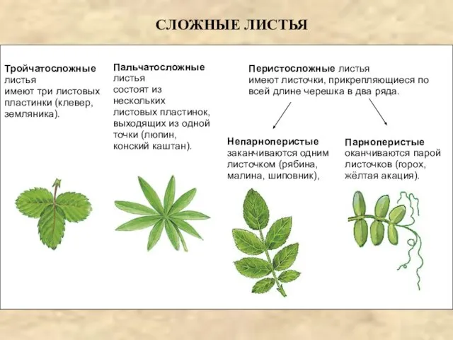 Тройчатосложные листья имеют три листовых пластинки (клевер, земляника). Пальчатосложные листья состоят из