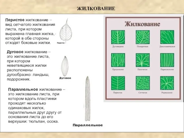 ЖИЛКОВАНИЕ Параллельное жилкование – это жилкование листа, при котором вдоль пластинки проходят