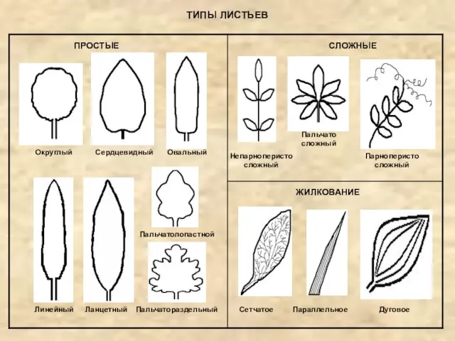 ПРОСТЫЕ СЛОЖНЫЕ ТИПЫ ЛИСТЬЕВ Округлый Сердцевидный Овальный Линейный Ланцетный Пальчатолопастной Пальчатораздельный Непарноперистосложный