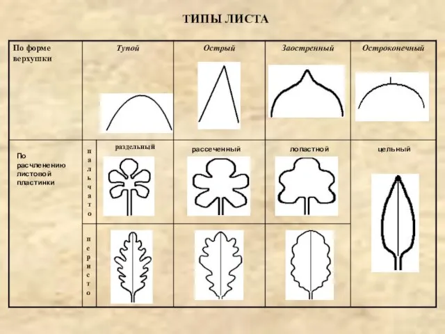 ТИПЫ ЛИСТА По расчленению листовой пластинки рассеченный лопастной цельный
