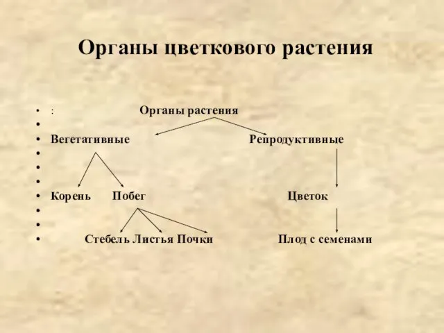 Органы цветкового растения : Органы растения Вегетативные Репродуктивные Корень Побег Цветок Стебель