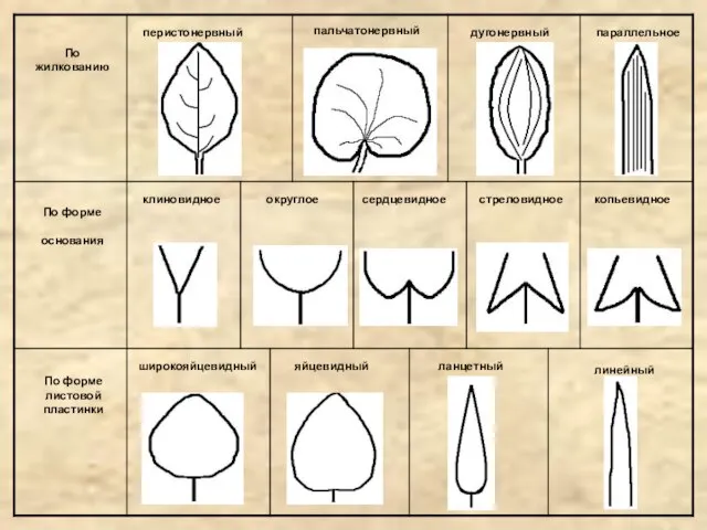 По жилкованию По форме основания По форме листовой пластинки перистонервный пальчатонервный дугонервный